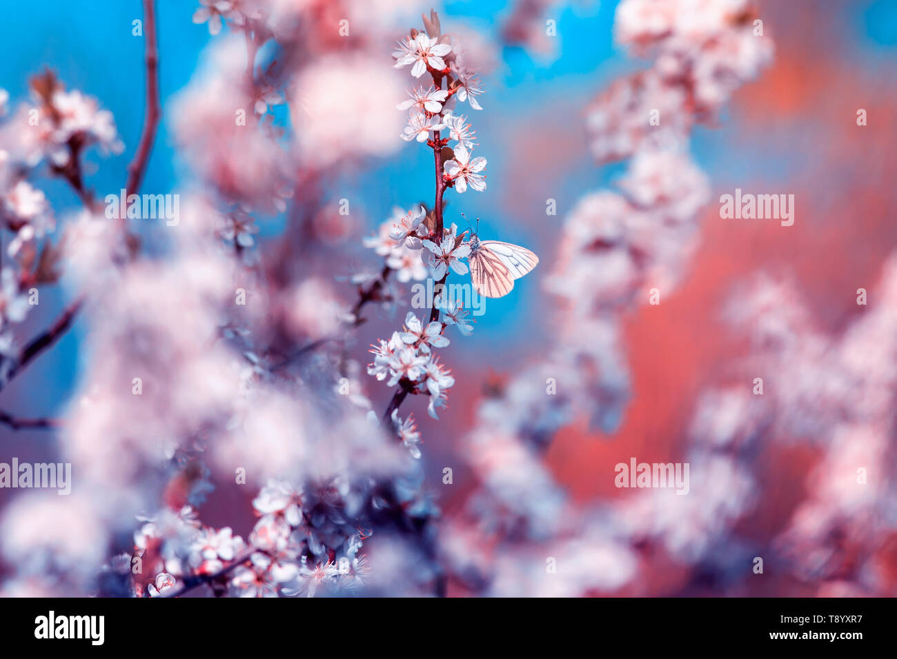 Schöne kleine Schmetterlinge flattern über die Zweige der Strauch mit weißen Blüten blühen in den warmen und sonnigen Garten gegen die helle Sonne Stockfoto