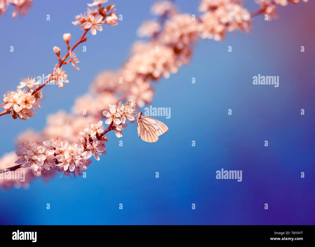 Schöne kleine Schmetterling sitzt auf Branchen mit weißen Strauch Knospen Blühen im Mai warmen sonnigen Garten vor dem Hintergrund des strahlend blauen Himmel Stockfoto