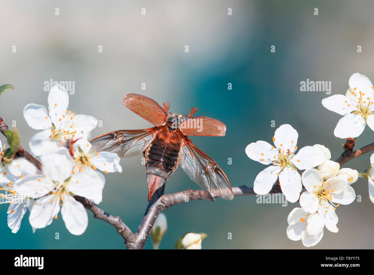 Portrait von großen Insekten, Käfer krabbeln können, breitet seine Flügel mit einem wunderschönen Kirschbaum im Garten vor dem Hintergrund seiner Sky Stockfoto