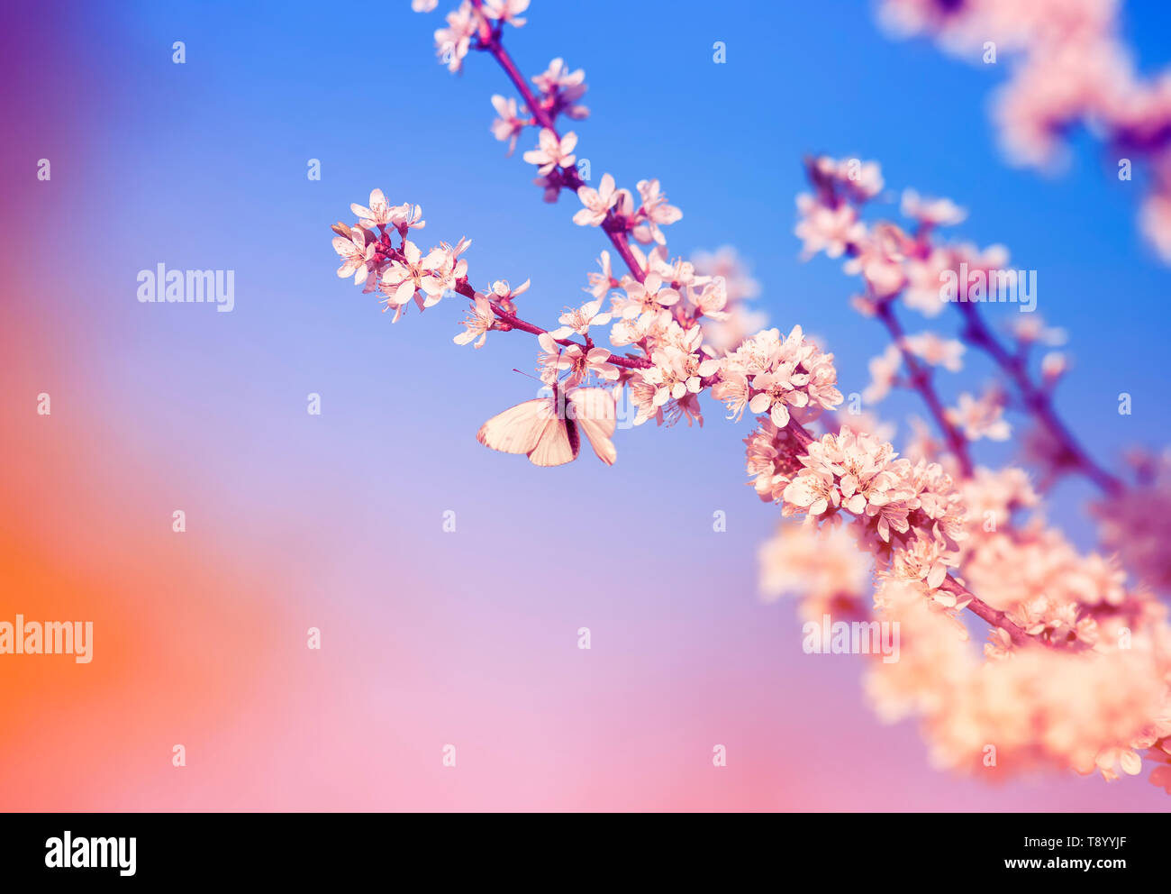 Schöne kleine Schmetterling flattert in den Filialen mit weißen Strauch Knospen Blühen im Mai warmen sonnigen Garten vor dem Hintergrund des strahlend blauen Himmel Stockfoto