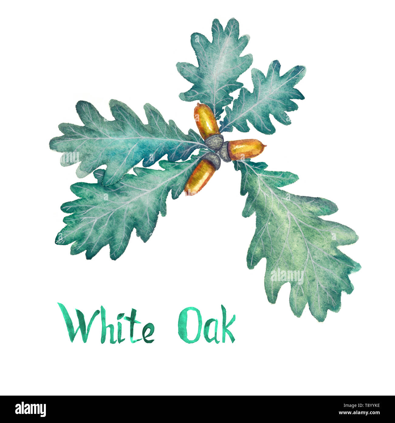 White oak Zweig mit grünen Blätter und Eicheln, Handgemalten Aquarell Bild mit Beschriftung isoliert auf weißem Stockfoto