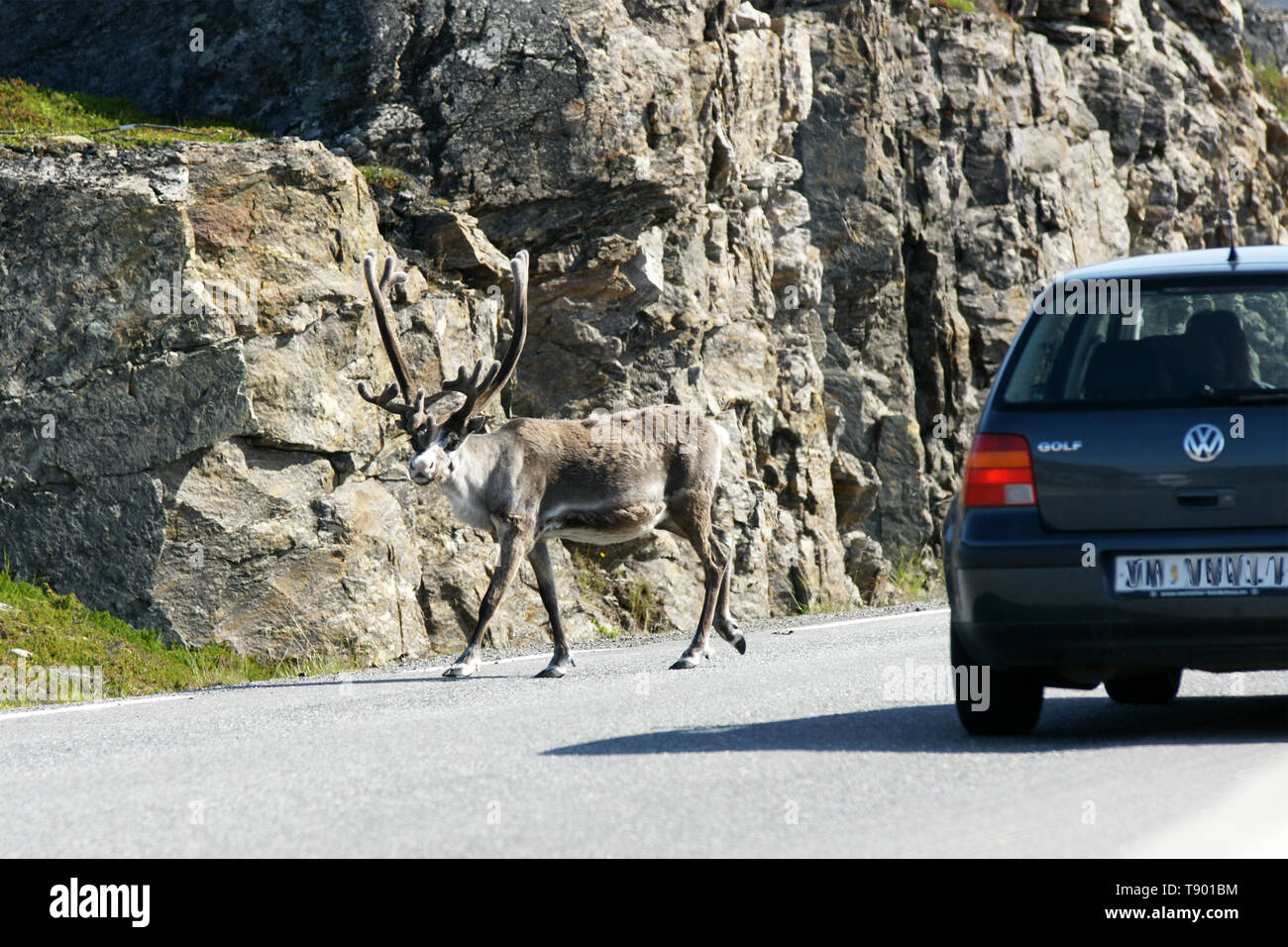 Ein Rentier überqueren Sie die Straße/Nord Norwegen Stockfoto
