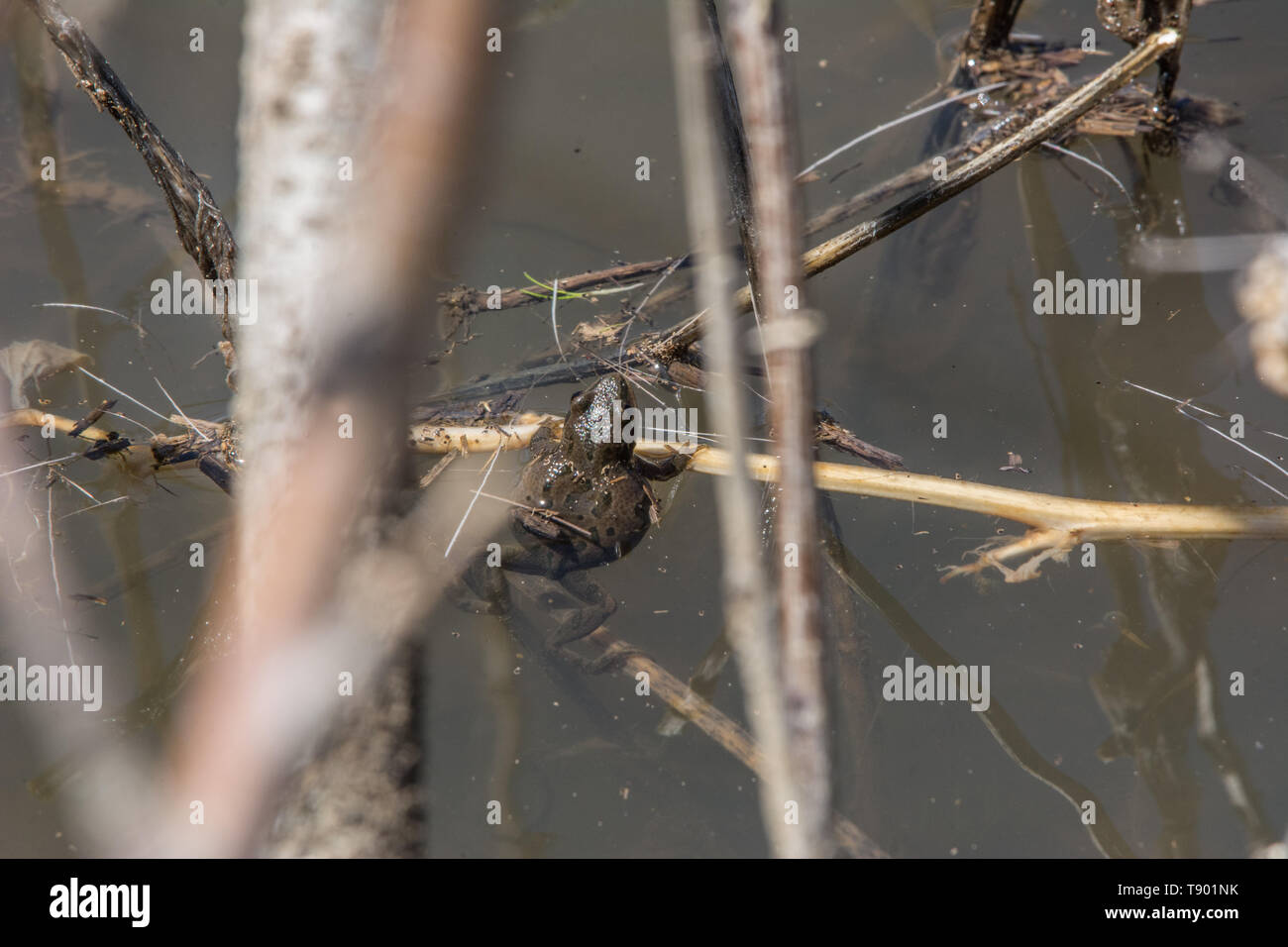 Boreal Chorus Frosch (Pseudacris maculata) von Jefferson County, Colorado, USA. Stockfoto