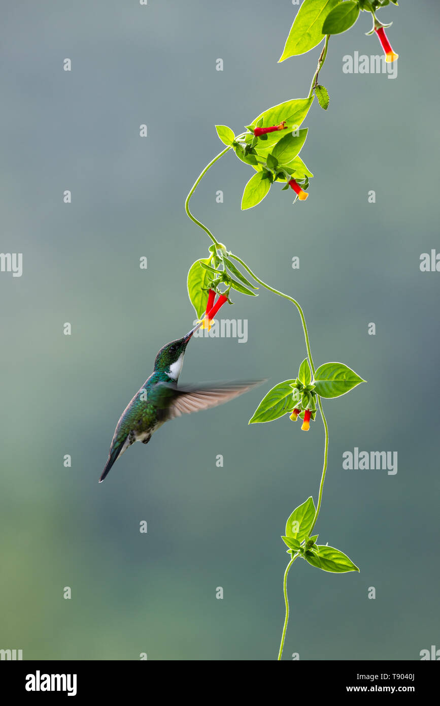 Eine White-throated hummingbird (Leucochloris albicollis) Besuch einer einheimischen Kriechgang vom Atlantischen Regenwald von SE Brasilien Stockfoto