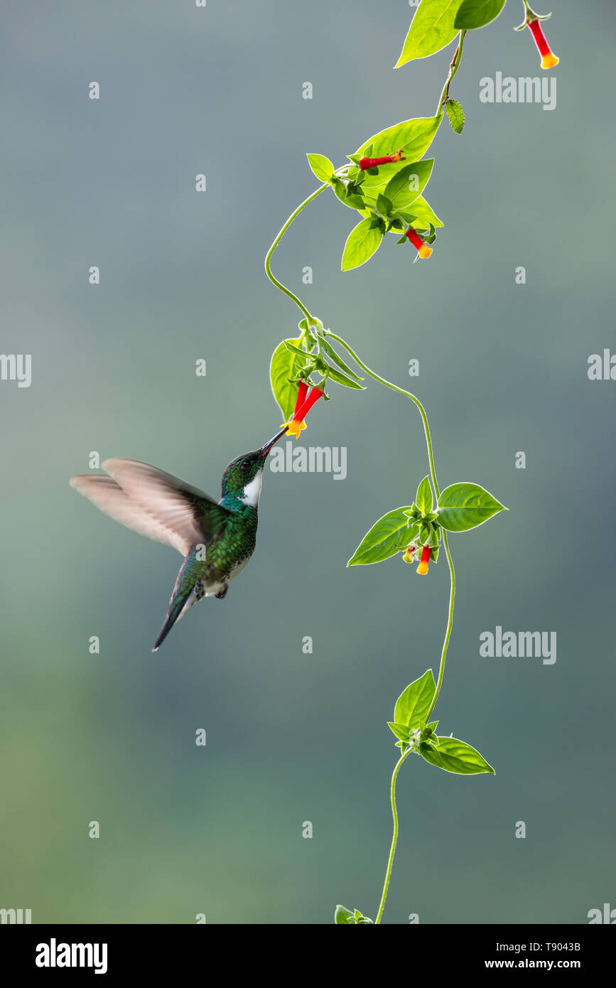 Eine White-throated hummingbird (Leucochloris albicollis) Besuch einer einheimischen Kriechgang vom Atlantischen Regenwald von SE Brasilien Stockfoto