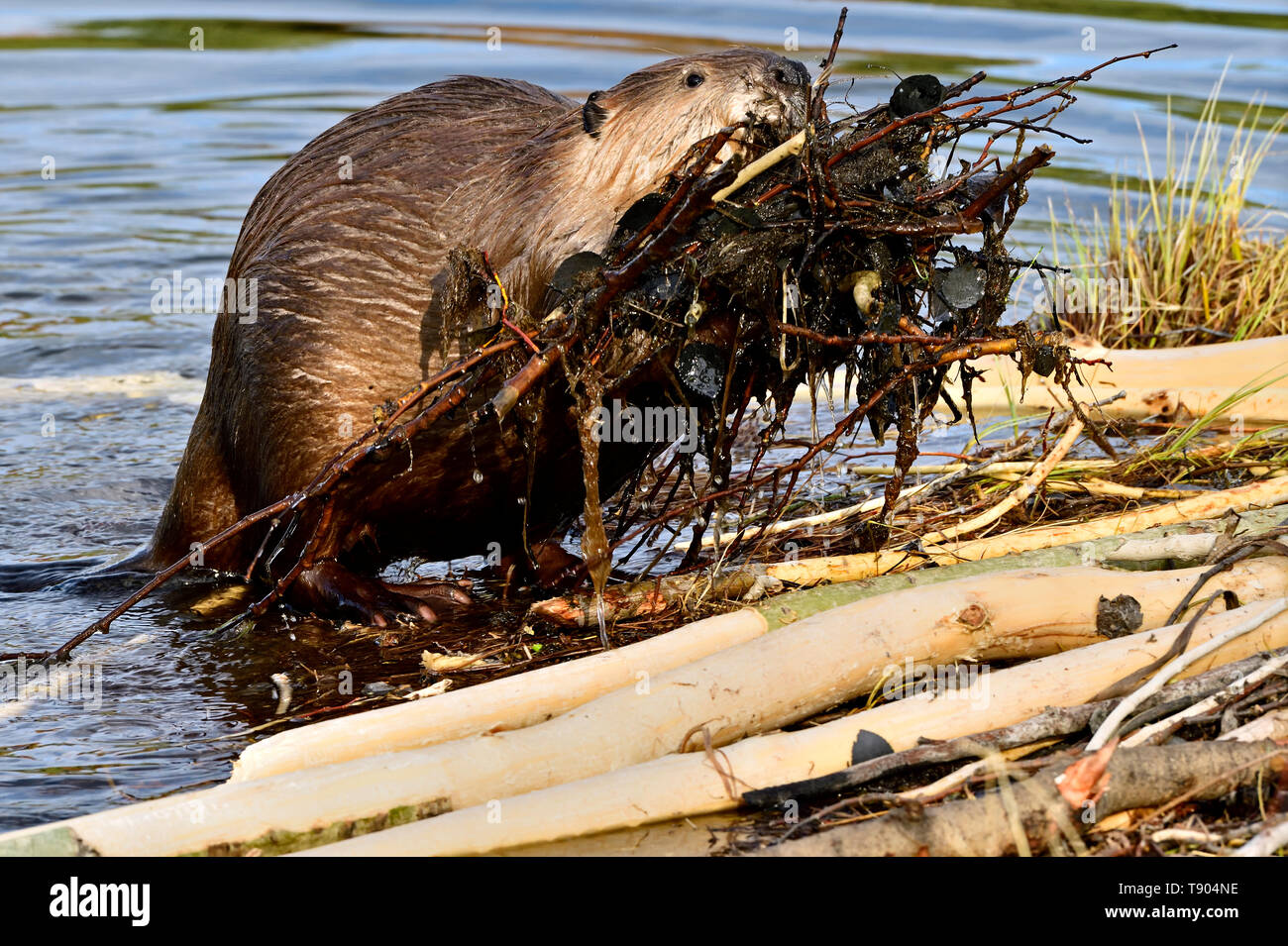 Ein wilder Biber (Castor Canadensis); Aufstieg mit einem armload der Sticks und Schlamm in der Biber Teich an Hinton Alberta, Kanada. Stockfoto