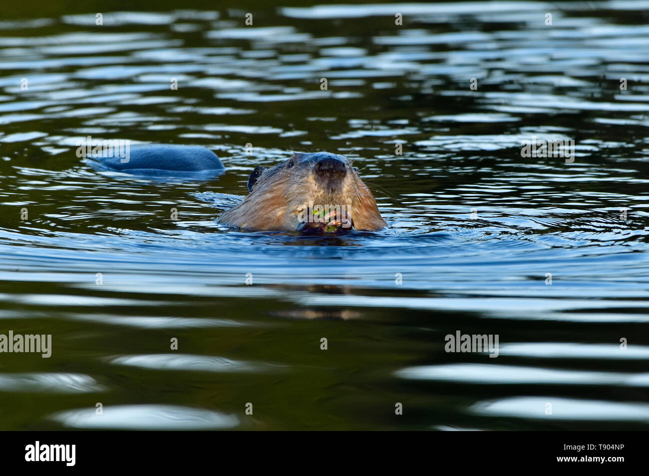 Ein wilder Biber "Castor canadensis ', Fütterung auf einige grüne Wasserpflanzen beim Schwimmen in seinem Biber Teich im Abendlicht in der Nähe von Hinton Alberta Canad Stockfoto