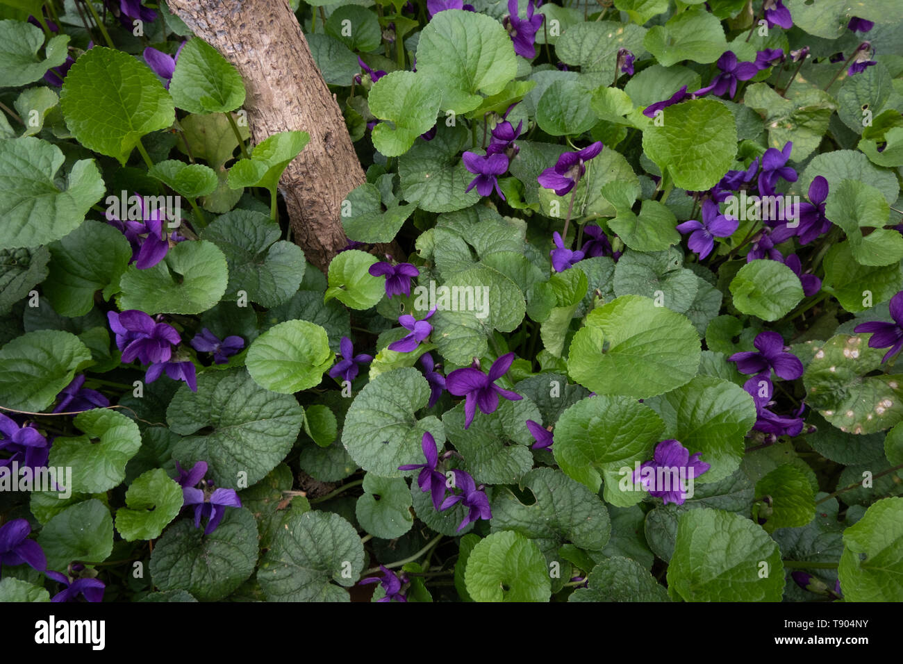 Teppich von wilden Veilchen im Garten Stockfoto