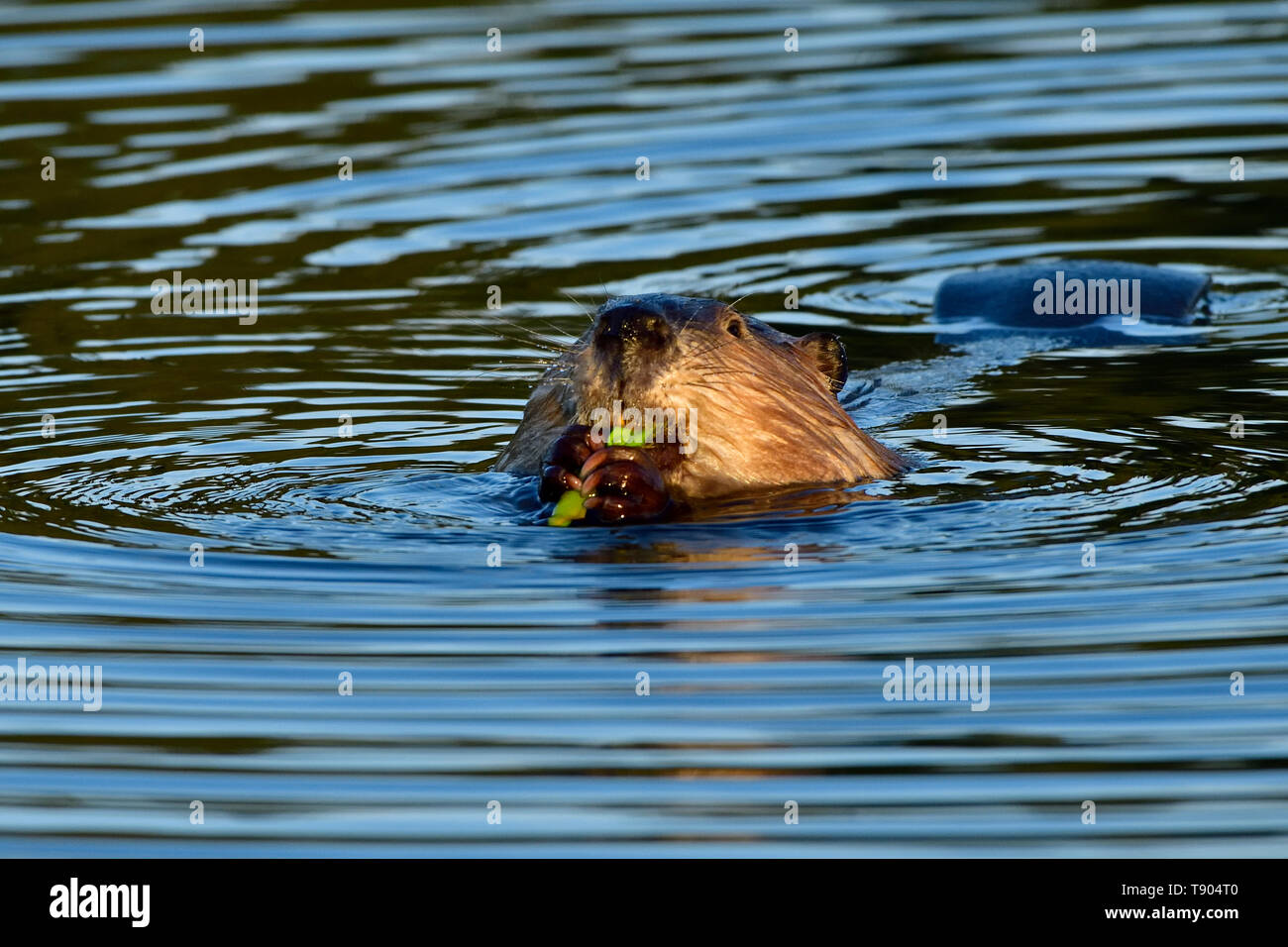 Ein wilder Biber "Castor canadensis ', Fütterung auf einige grüne Wasserpflanzen beim Schwimmen in seinem Biber Teich im Abendlicht in der Nähe von Hinton Alberta Canad Stockfoto