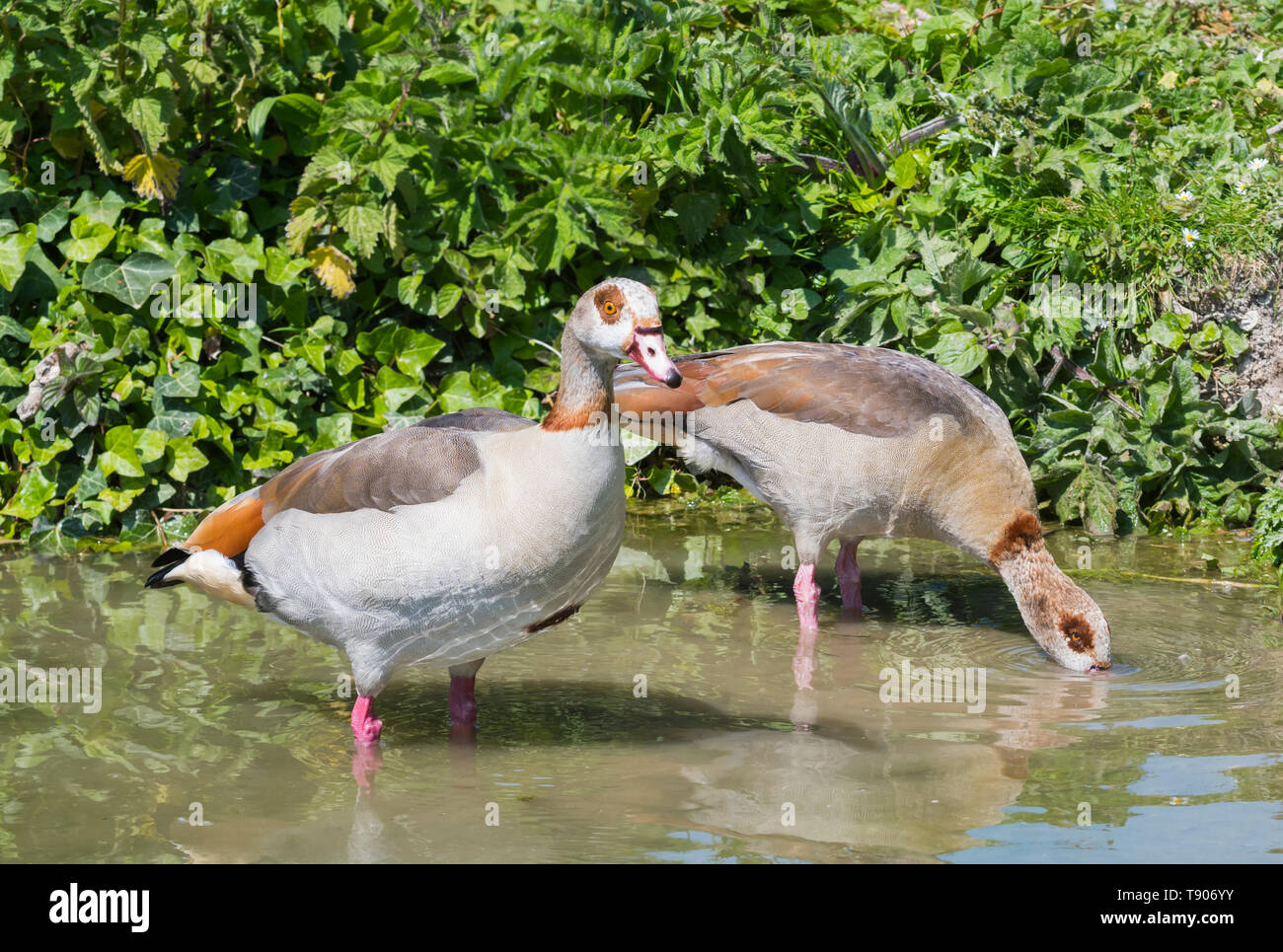 Paar Nilgänse (Alopochen Aegyptiaca) stehen im flachen Wasser beim Trinken im Frühjahr in West Sussex, England, UK. Nilgans. Stockfoto