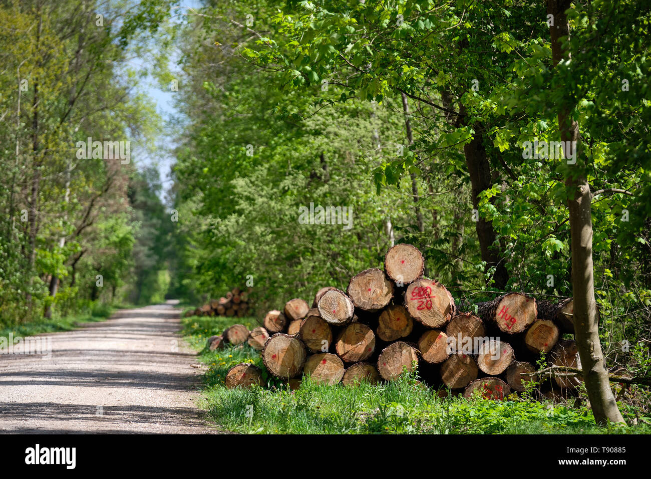 Stapel von Frisch unten geschnitten Baumstämme liegen in der sonnigen frischen grünen Frühling Wald neben einer Schotterstraße Stockfoto