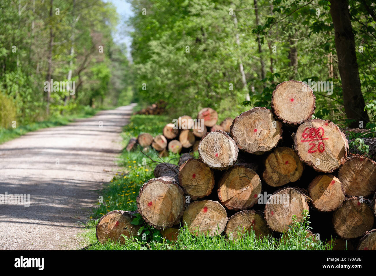 Stapel von Frisch unten geschnitten Baumstämme liegen in der sonnigen frischen grünen Frühling Wald neben einer Schotterstraße Stockfoto