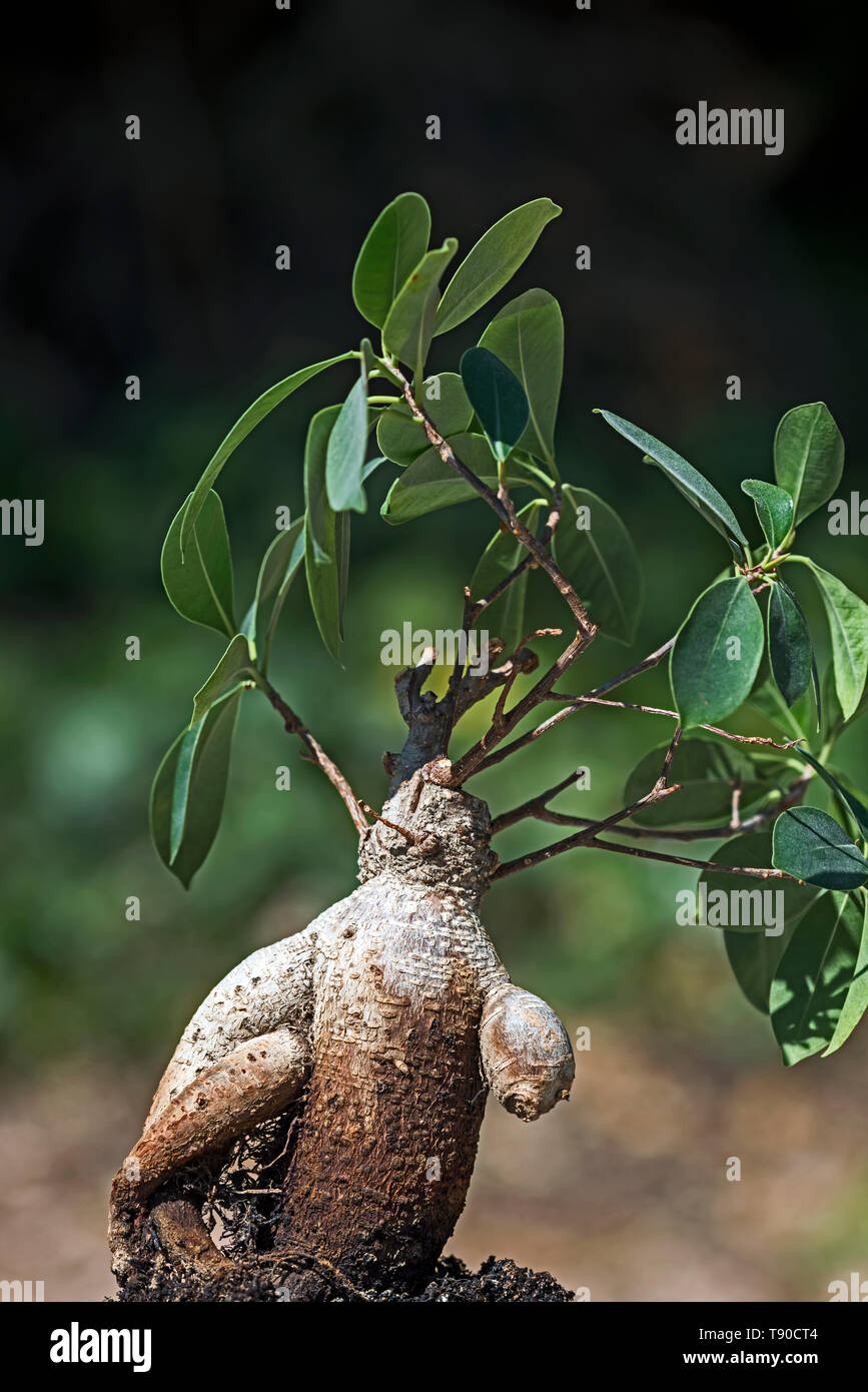Ein Mensch wie Ficus Ginseng, Ginseng (Bonsai) mit den unteren linken Arm fehlt und erscheinen werden, mit dem es unter dem rechten Arm. Stockfoto