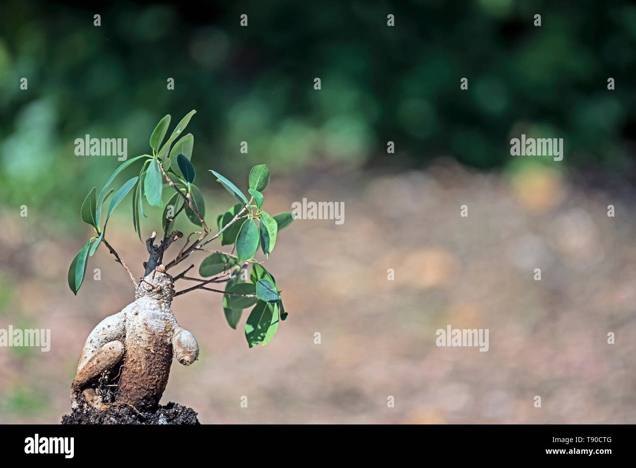 Ein Mensch wie Ficus Ginseng, Ginseng (Bonsai) mit den unteren linken Arm fehlt und erscheinen werden, mit dem es unter dem rechten Arm. Stockfoto