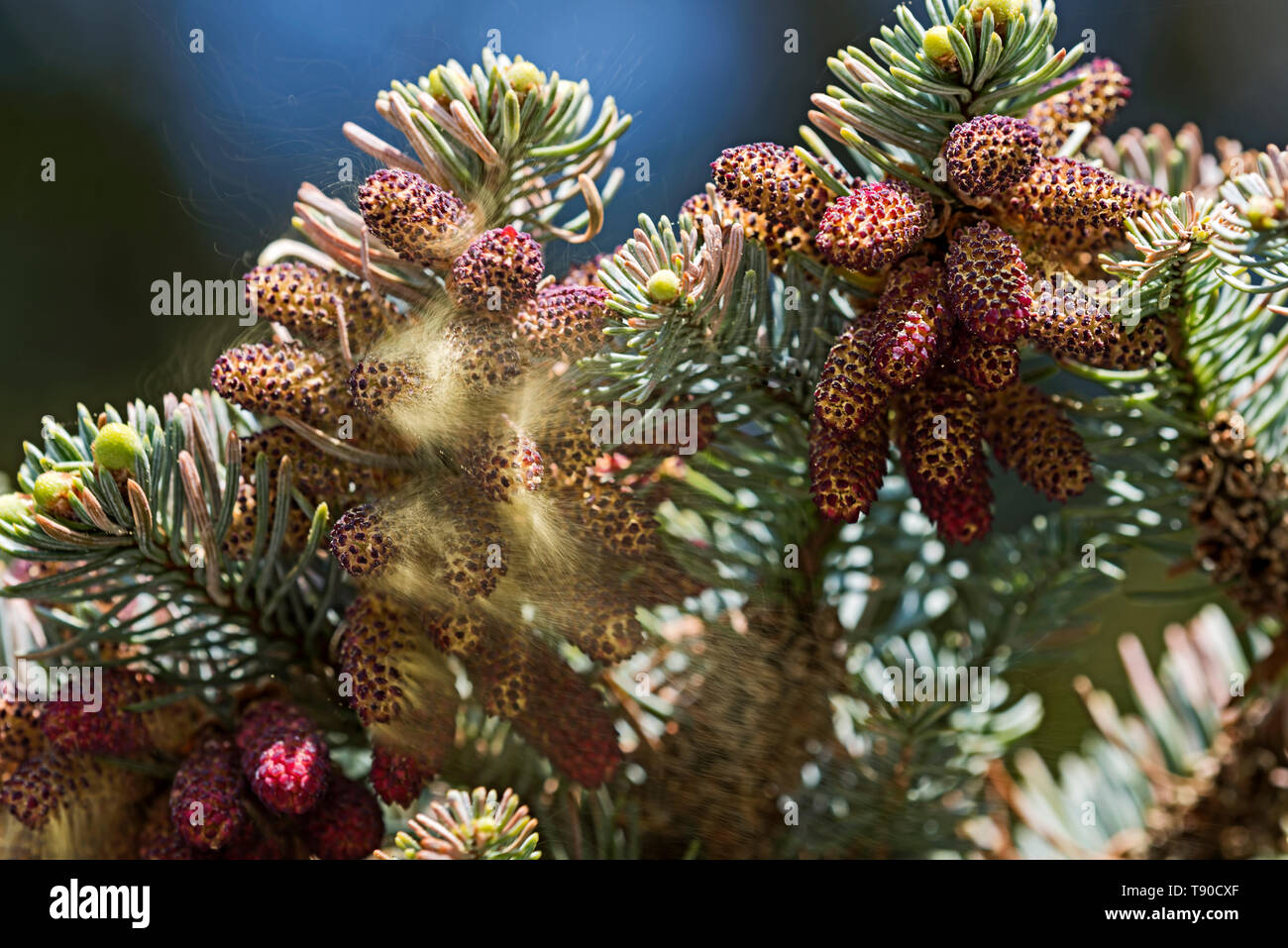 Zweige von Abies cephalonica, griechische Tanne, die männlichen Blüten im Akt der Shedding pollen. Stockfoto