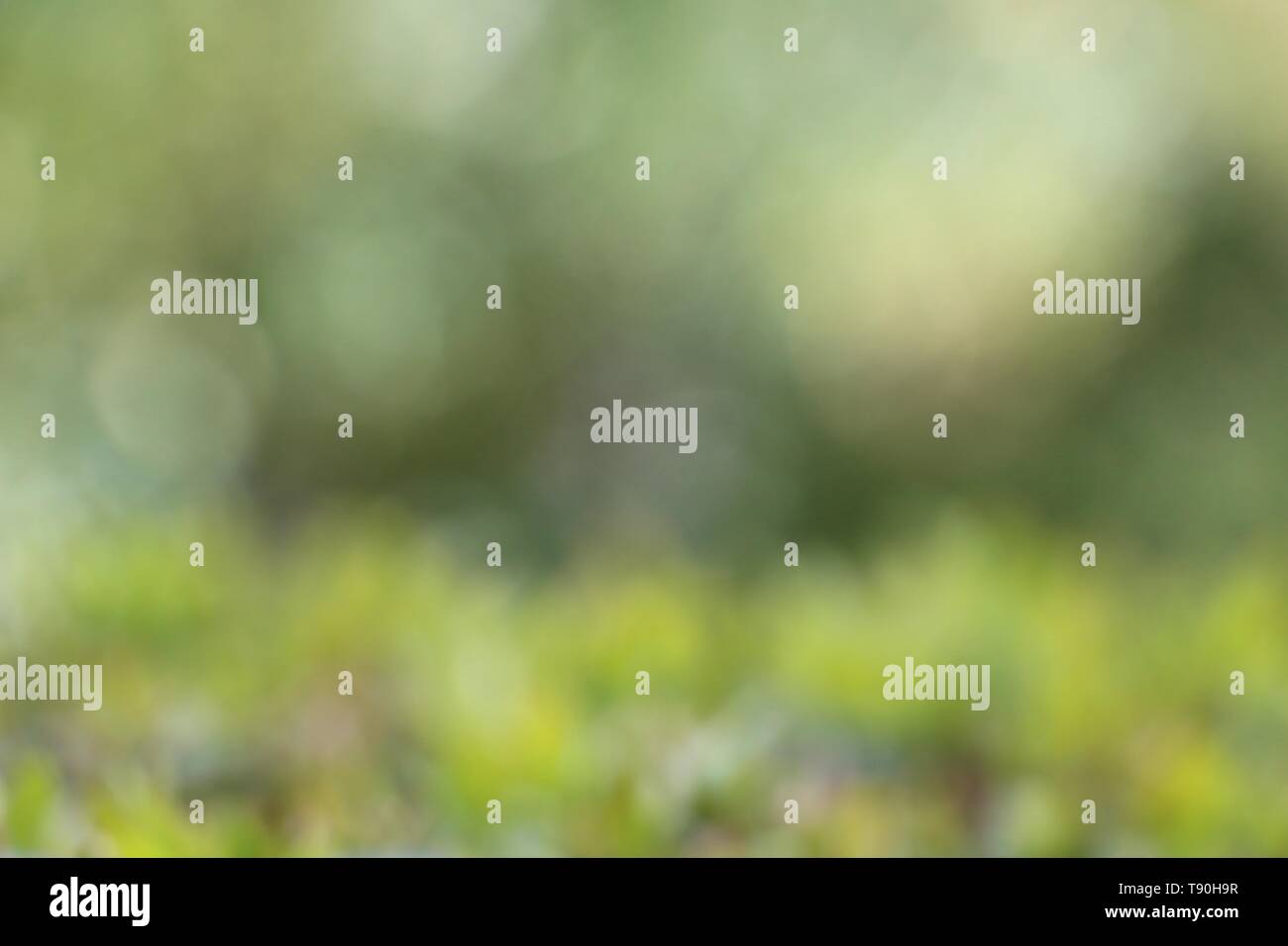 Südfrankreich - Verschwommenes grün Garten an einem Frühlingstag - Abstrakte natürliche bokeh Hintergrund Stockfoto