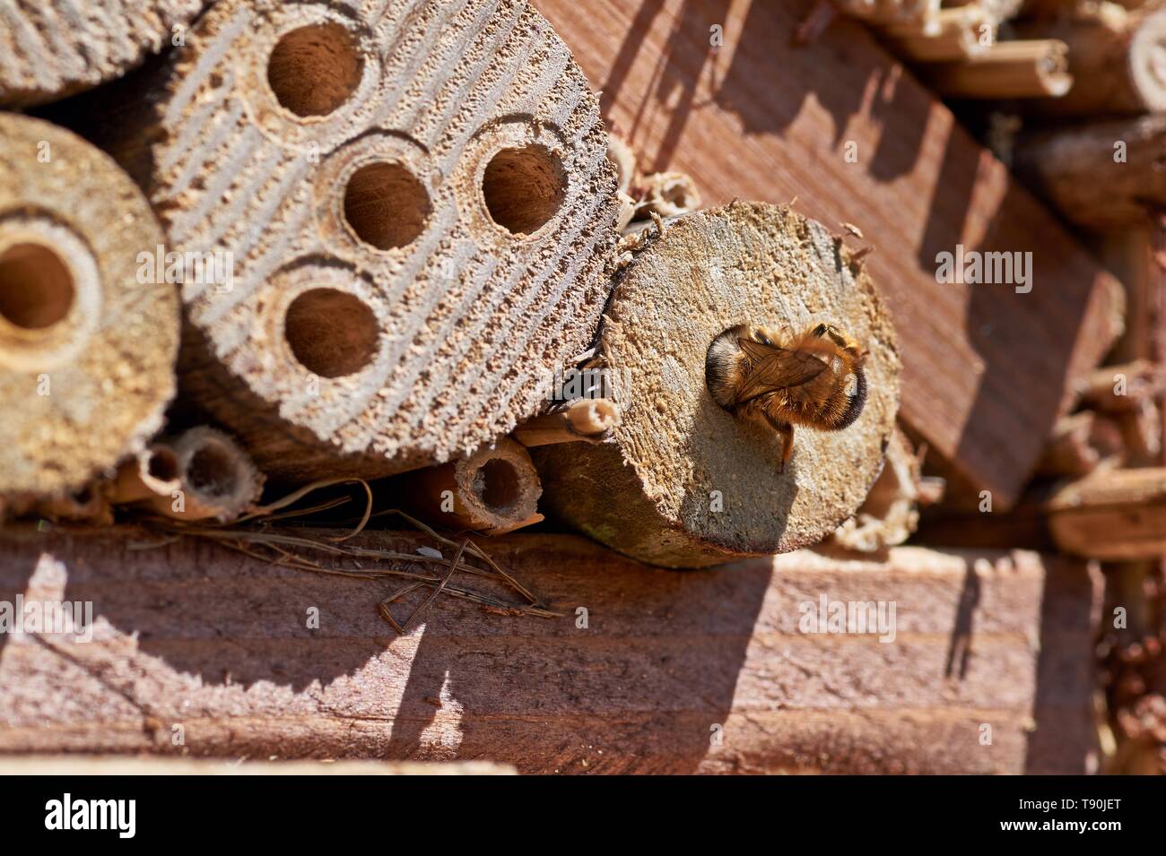 Red Mason bee Inspektion eines potentiellen Nistplatz. Stockfoto