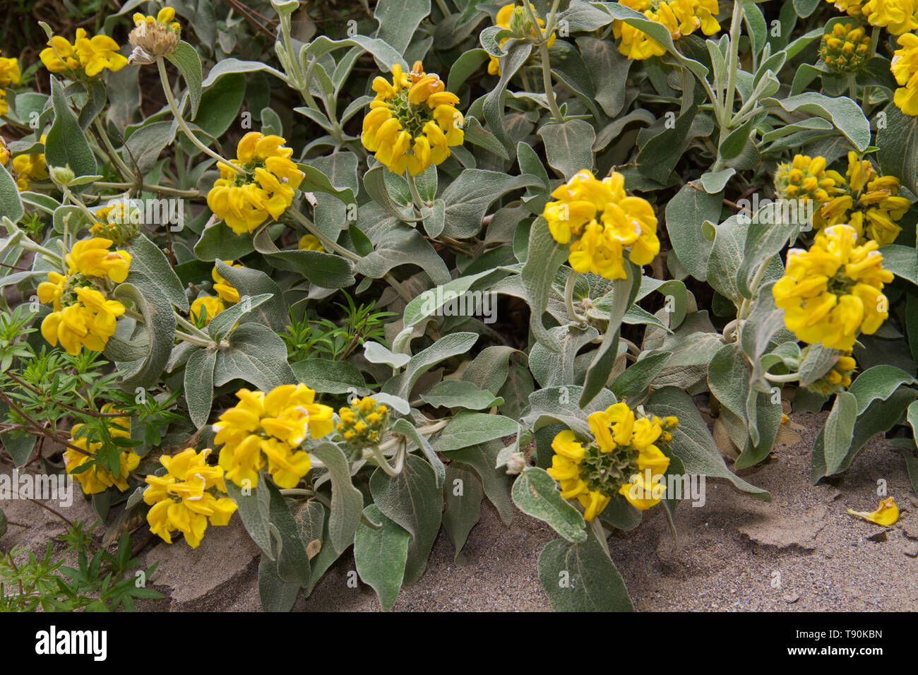 Jerusalem Salbei, Phlomis fruticosa, einem kleinen Strauch mit gelben