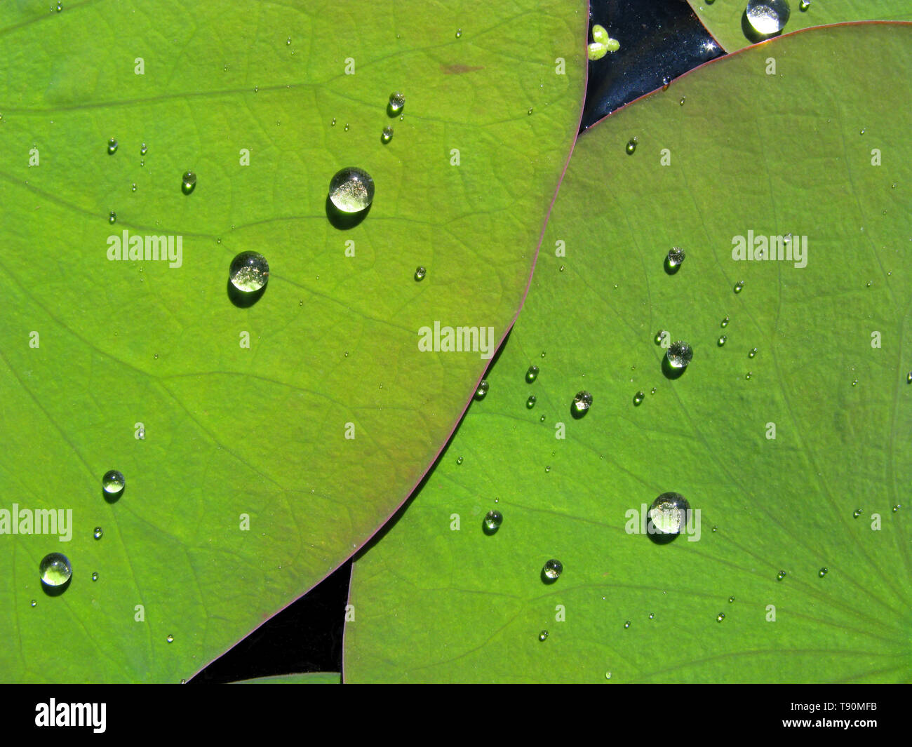 Wassertropfen auf Lotusblättern in Mexiko Stockfoto