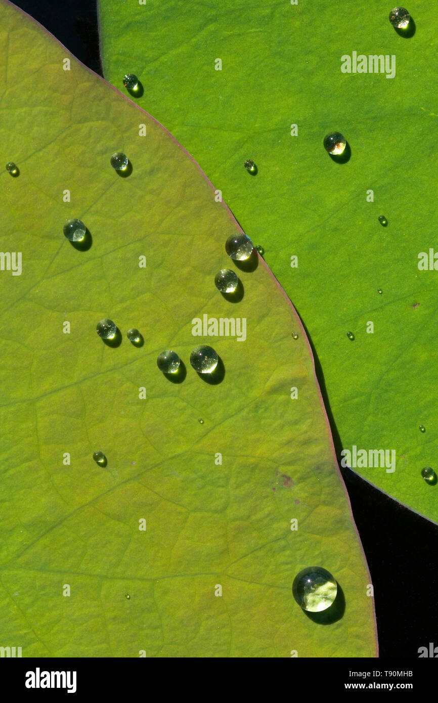 Wassertropfen auf Lotusblättern in Mexiko Stockfoto
