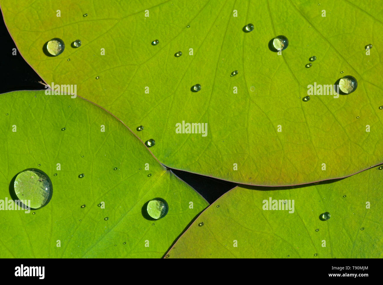 Wassertropfen auf Lotusblättern in Mexiko Stockfoto