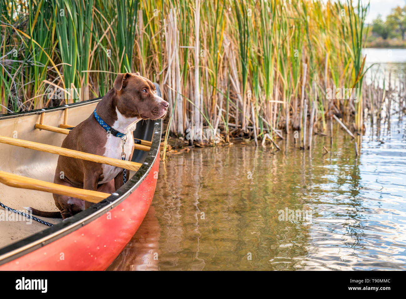 Rote Kanu- und Grube Stier Terrier etwas aufpassen auf den See, Herbst Landschaft in Colorado Stockfoto