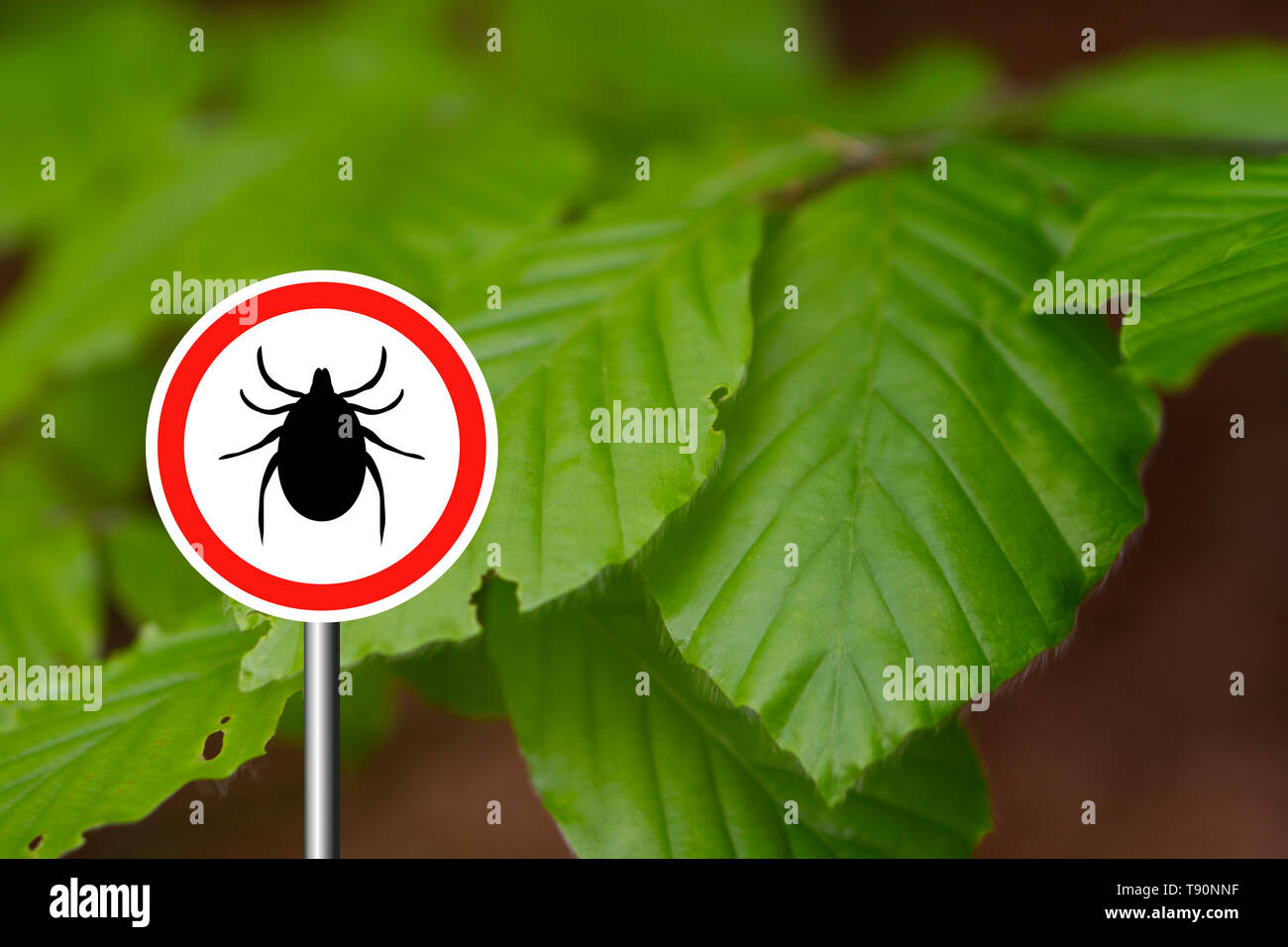 Tick insekt Warnschild in der Natur Wald. Lyme Krankheit und tick-borne Meningoenzephalitis Sender. Stockfoto