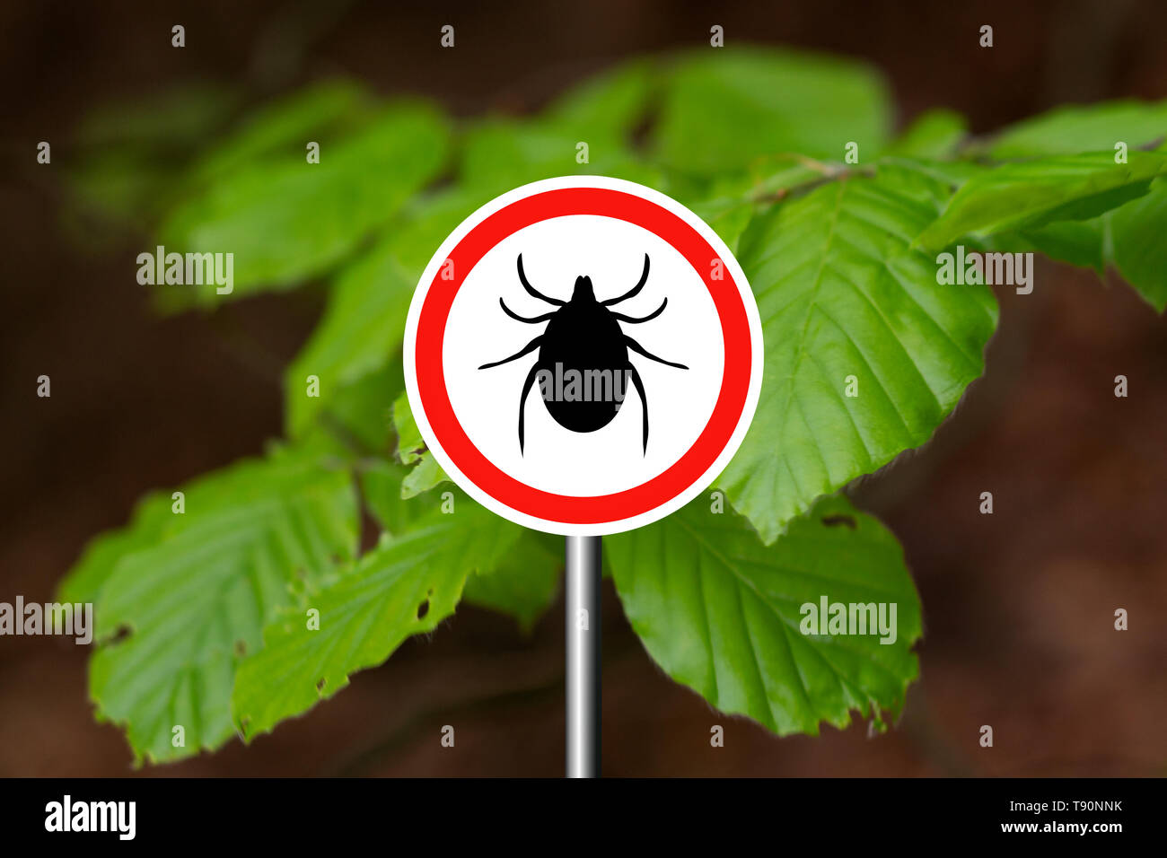 Tick insekt Warnschild in der Natur Wald. Lyme Krankheit und tick-borne Meningoenzephalitis Sender. Stockfoto