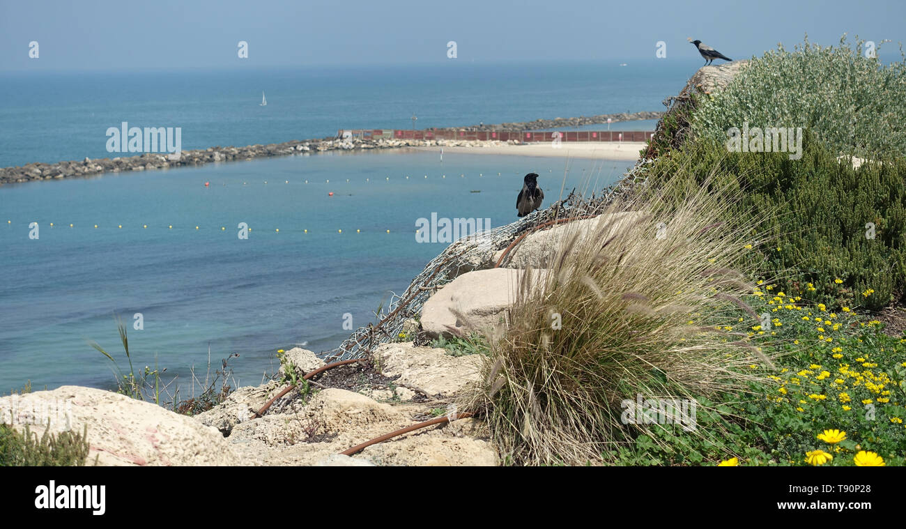 Strand von Tel Aviv, Israel Stockfoto