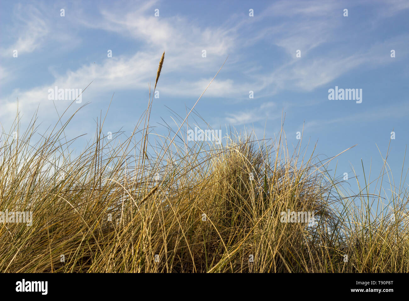 Gras vor blauem Himmel am Strand Stockfoto