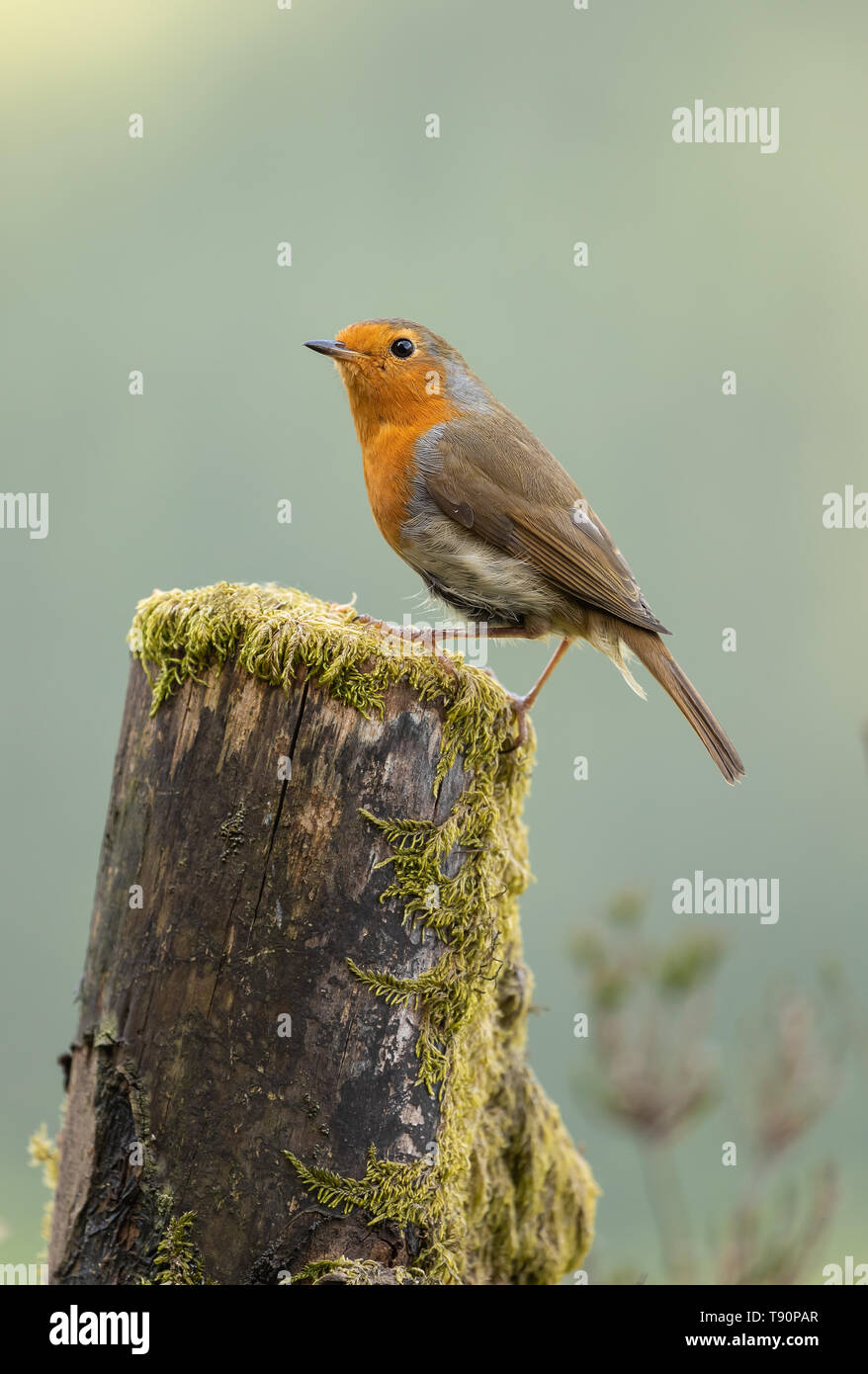 Robin Redbreast thront auf gefällten Baumes. Stockfoto