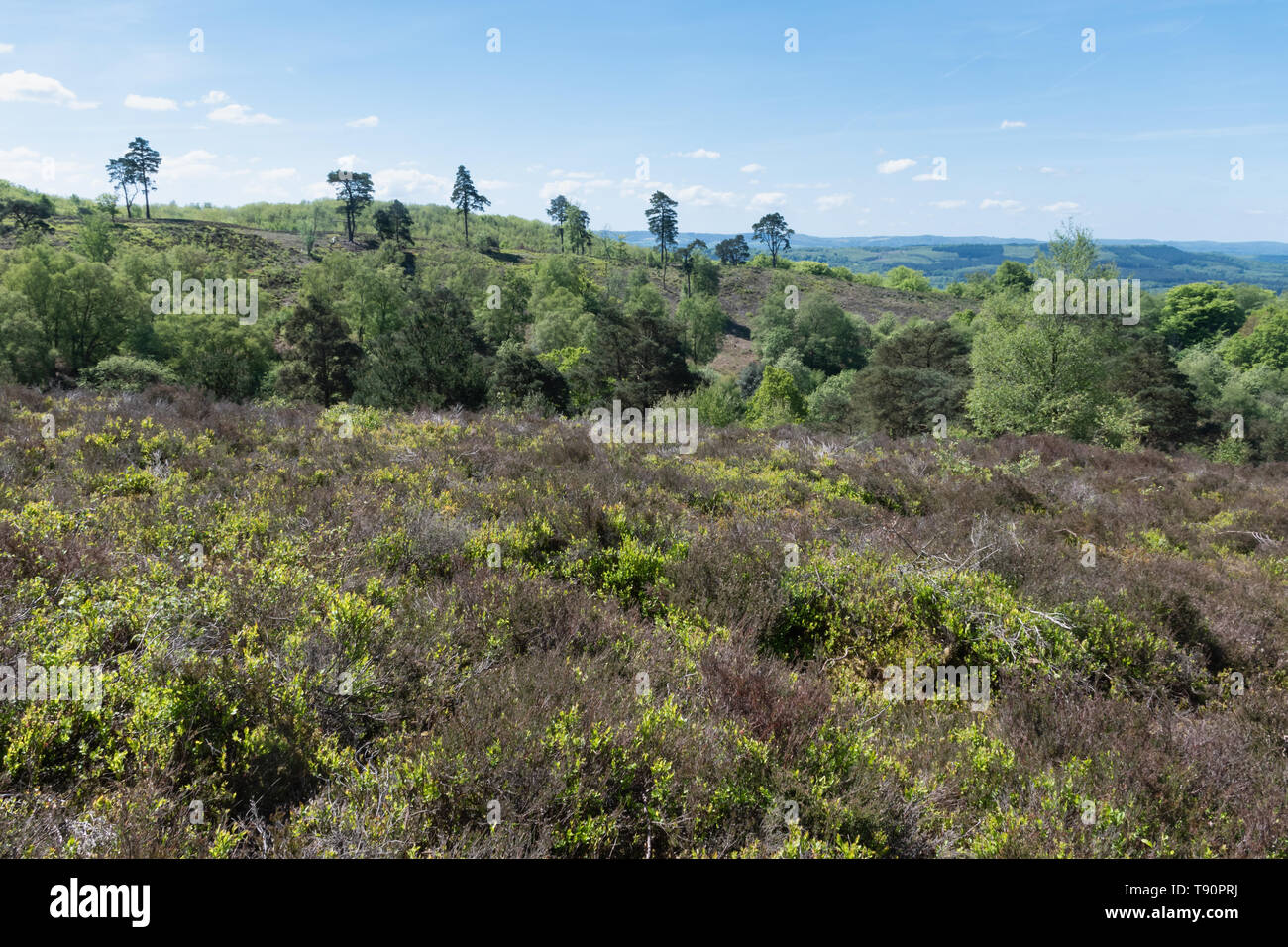 Heide Landschaft an der Schwarzen in West Sussex, Großbritannien, im Mai Stockfoto