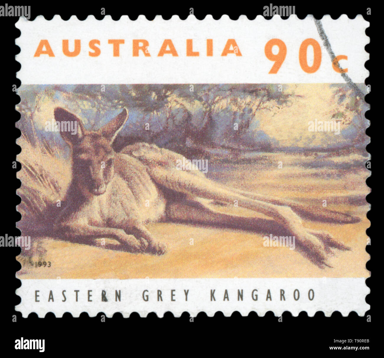 Australien - ca. 1993: Stempel in Australien mit Bild einer Eastern Grey Kangaroo, circa 1993 gedruckt. Stockfoto