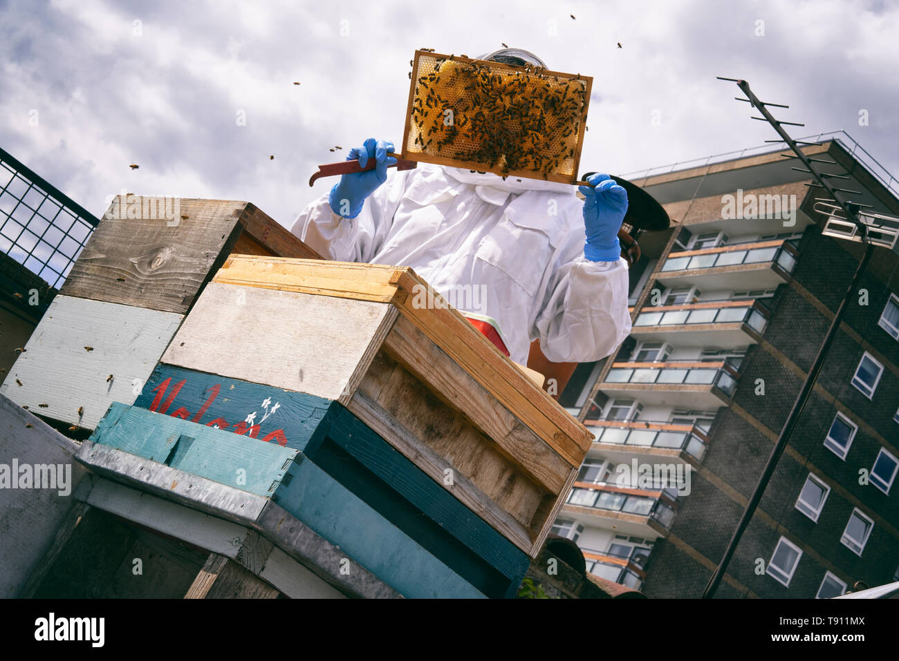 Urban Bienenzucht Stockfoto