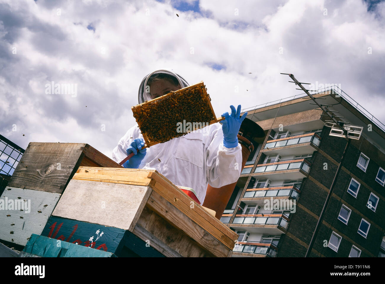 Urban Bienenzucht Stockfoto