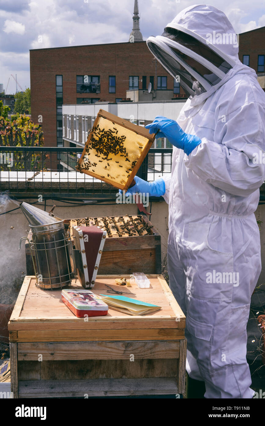 Urban Bienenzucht Stockfoto
