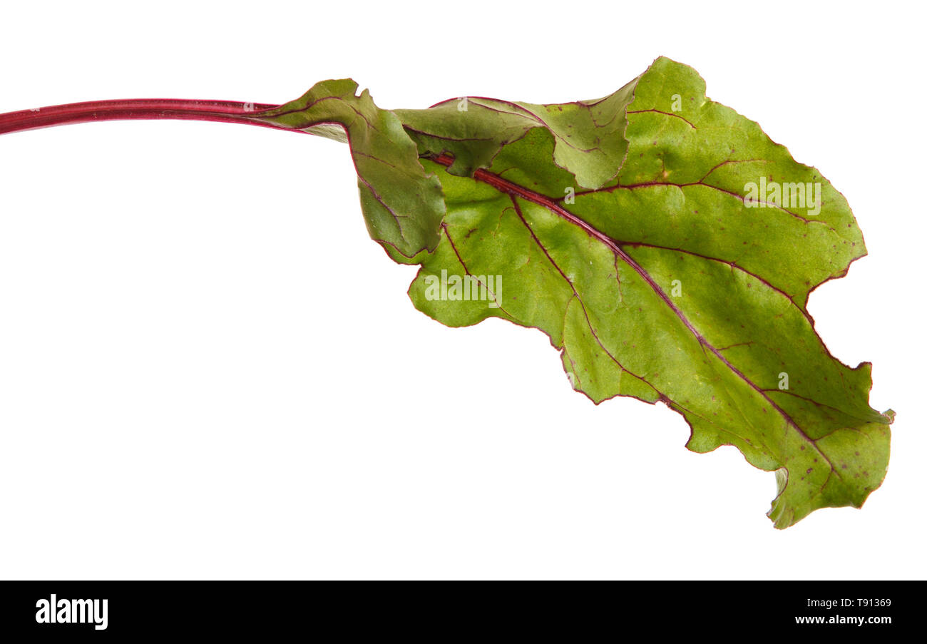 Grüne Blätter von Zuckerrüben. Auf weiß Isoliert Stockfoto