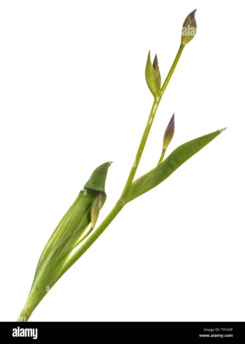 Unblown Knospen von Iris Blumen. Auf weiß Isoliert Stockfoto