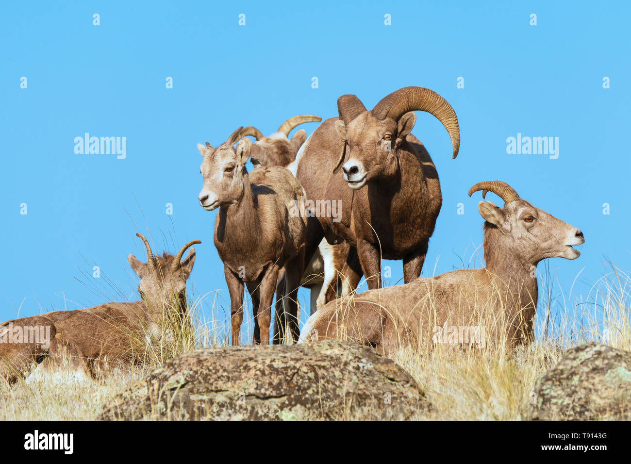 Kleine Herde Dickhornschafe, Ovis canadensis Stockfoto
