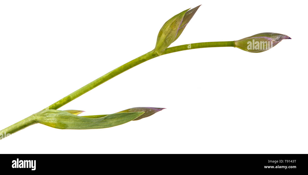 Unblown Knospen von Iris Blumen. Auf weiß Isoliert Stockfoto
