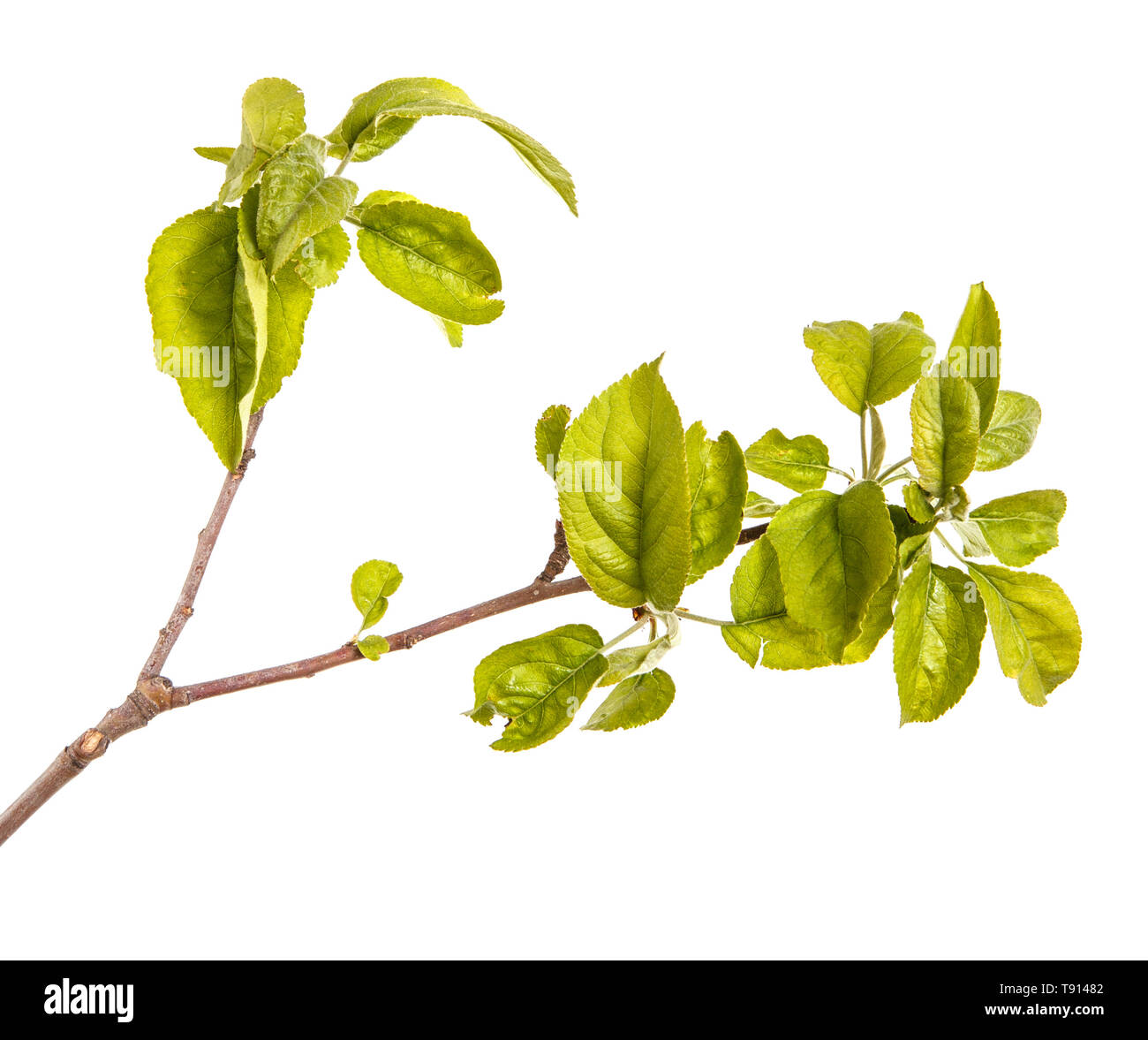 Ein Zweig von einem Apfelbaum mit grünen Blättern. Auf weiß Isoliert Stockfoto