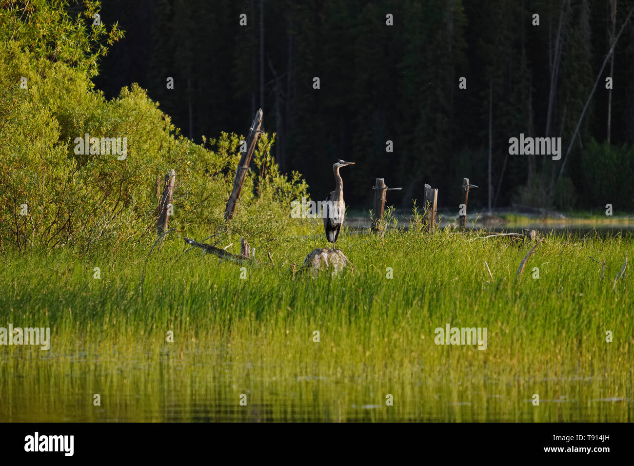 Great Blue Heron, Ardea Herodias, auf Beaver Lake in Winfield, British Columbia, Kanada Stockfoto