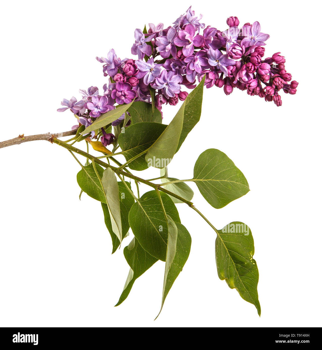 Blühender flieder blumen. Auf weiß Isoliert Stockfoto