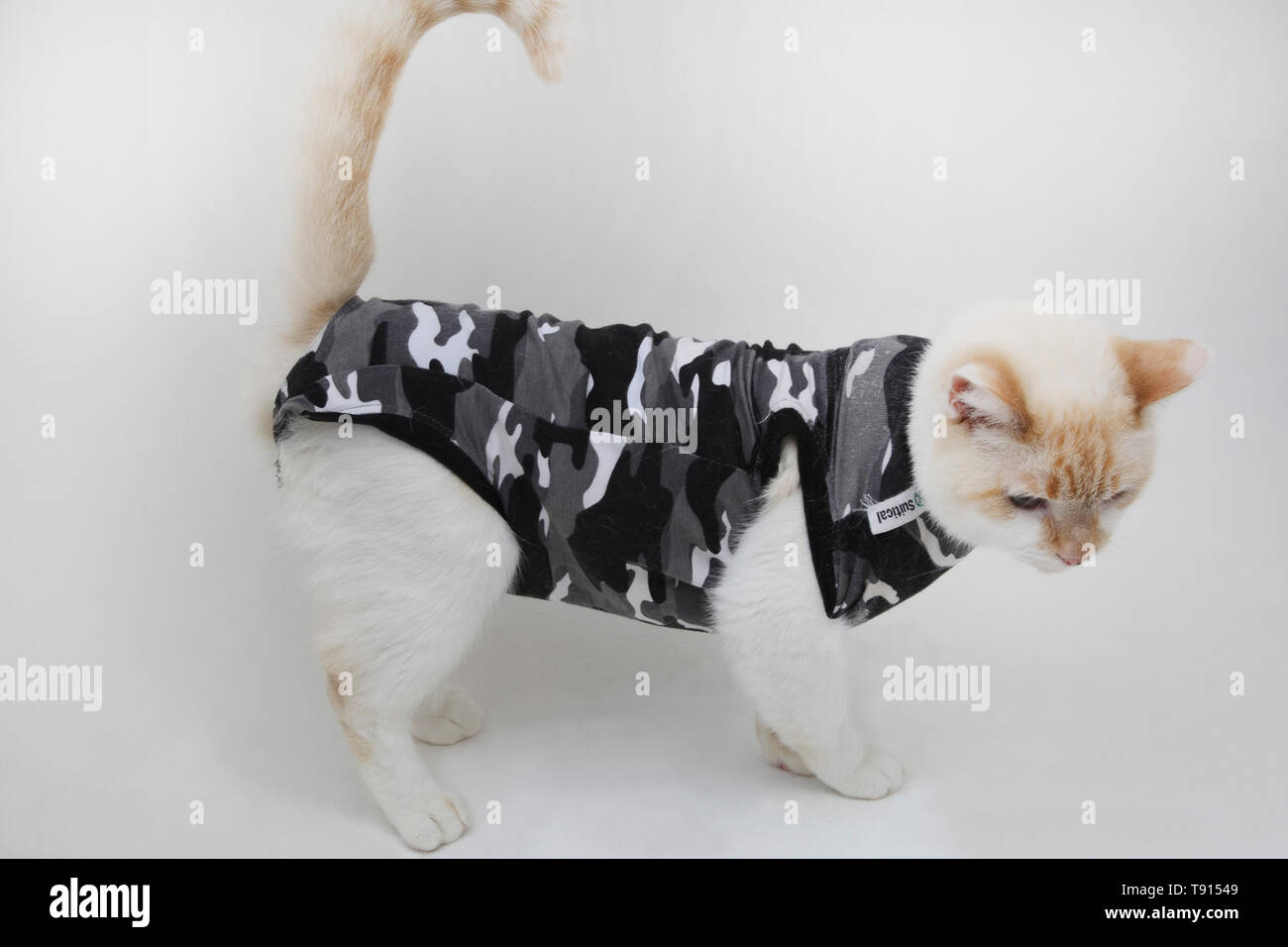 Weiße Katze (Teil Ragdoll) trägt einen schwarzen Camouflage Suitical Recovery Suit verwendet Wunden oder Erkrankungen der Haut zu schützen. Stockfoto