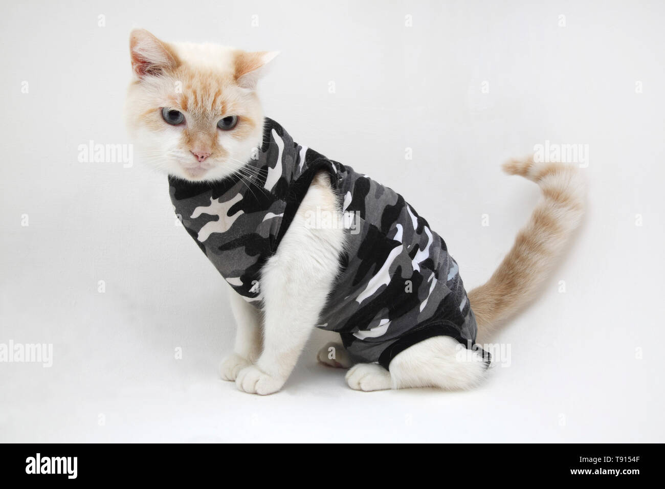 Weiße Katze (Teil Ragdoll) trägt einen schwarzen Camouflage Suitical Recovery Suit verwendet Wunden oder Erkrankungen der Haut zu schützen. Stockfoto