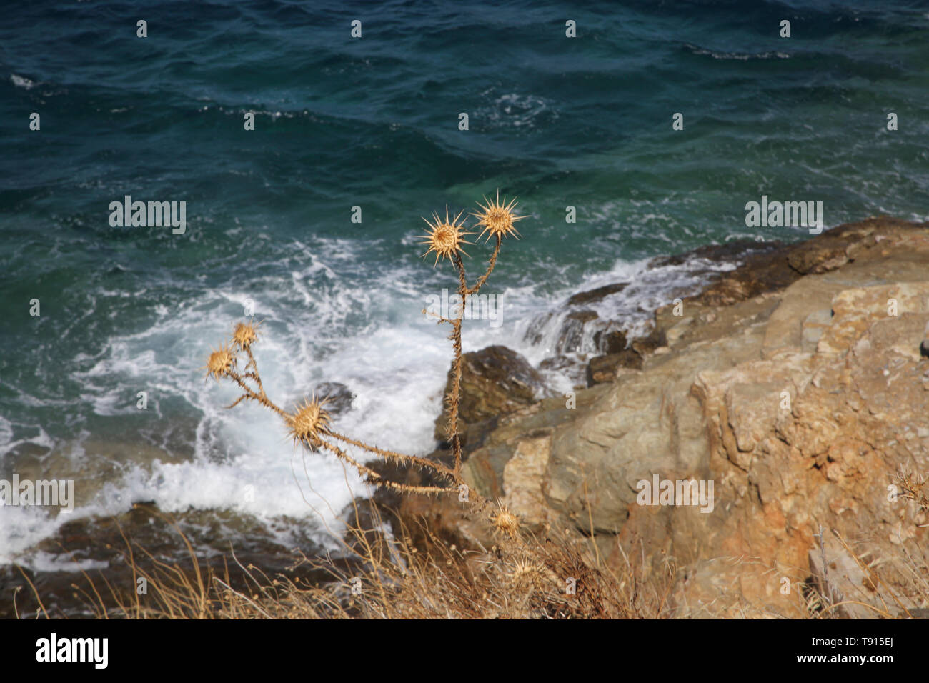 Port Korissia Kea Insel Griechenland getrocknete Pflanzen auf die Küste Stockfoto