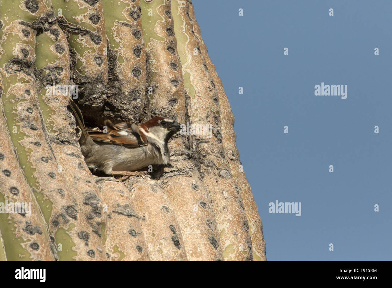 Haussperling (Passer domesticus), männlich, im Nest in Saguaro Kaktus, Sonoran Wüste Arizona, einer Spezies, die nach Nordamerika aus Eurasien eingeführt wurde, werden Stockfoto