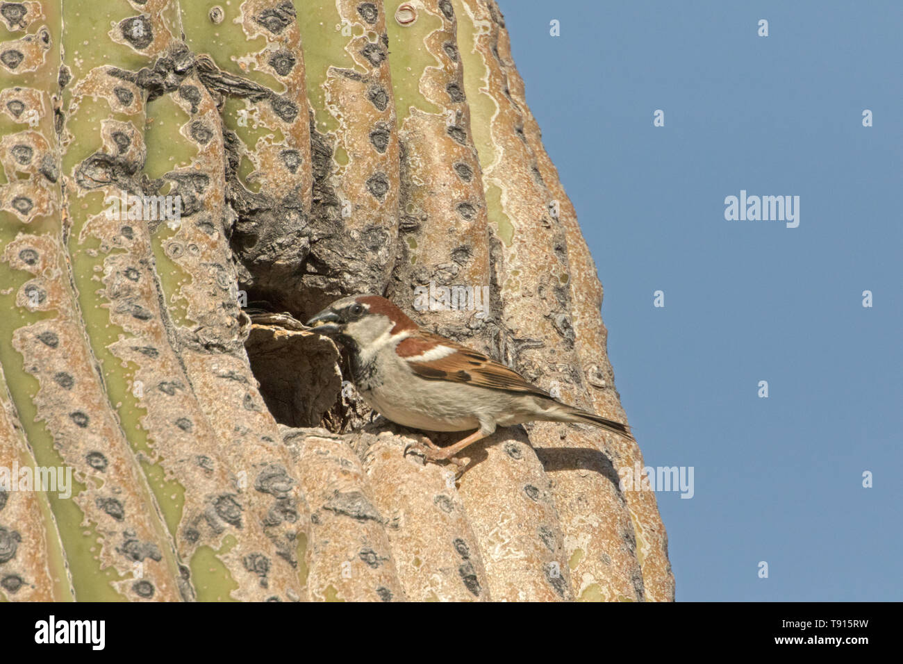 Haussperling (Passer domesticus), männlich, im Nest in Saguaro Kaktus, Sonoran Wüste Arizona, einer Spezies, die nach Nordamerika aus Eurasien eingeführt wurde, werden Stockfoto