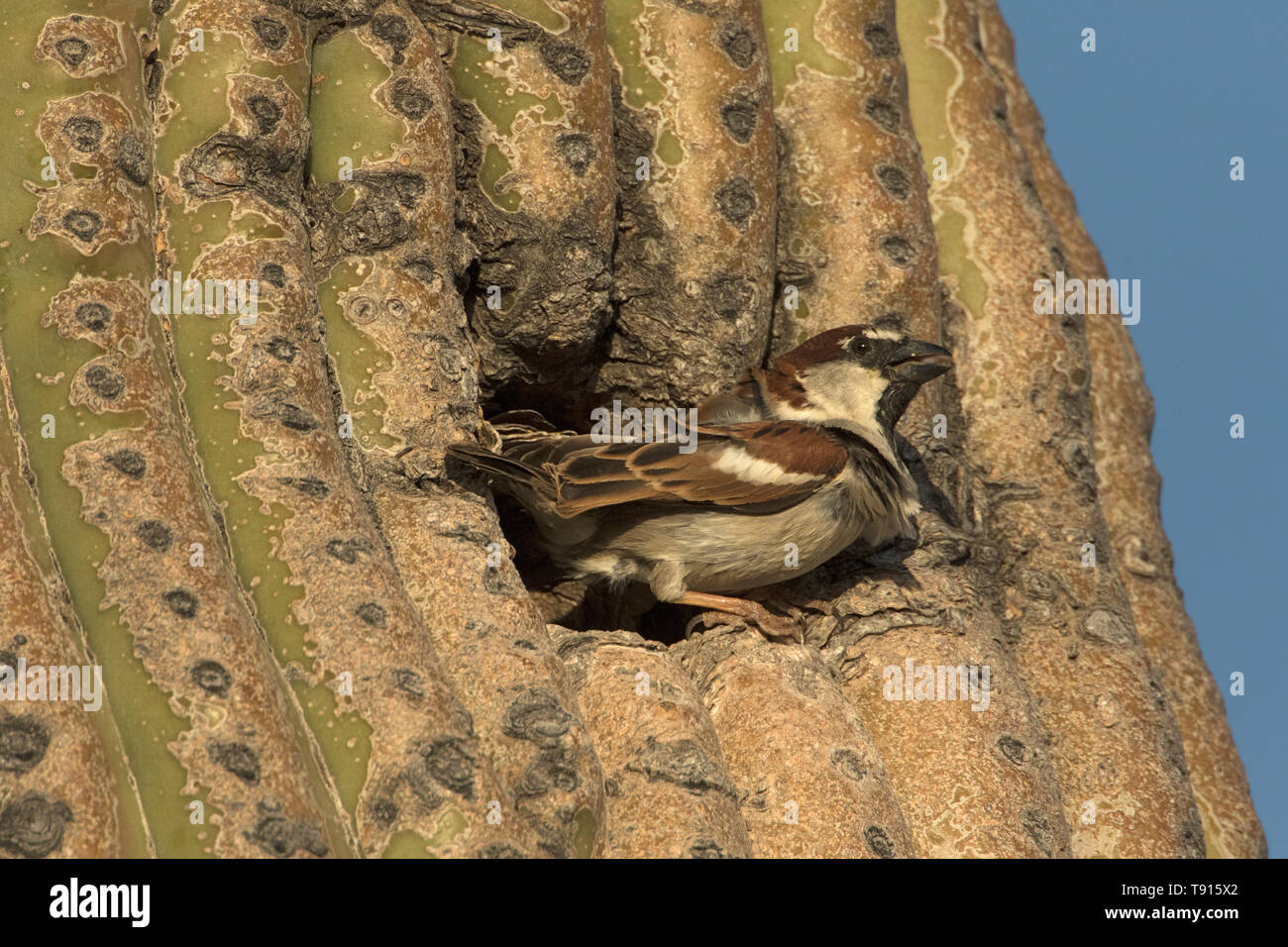 Haussperling (Passer domesticus), männlich, im Nest in Saguaro Kaktus, Sonoran Wüste Arizona, einer Spezies, die nach Nordamerika aus Eurasien eingeführt wurde, werden Stockfoto