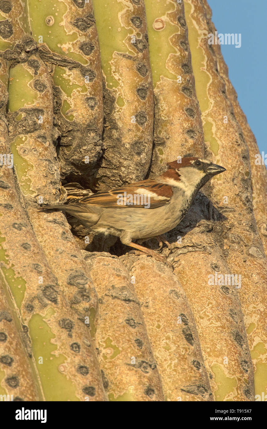 Haussperling (Passer domesticus), männlich, im Nest in Saguaro Kaktus, Sonoran Wüste Arizona, einer Spezies, die nach Nordamerika aus Eurasien eingeführt wurde, werden Stockfoto